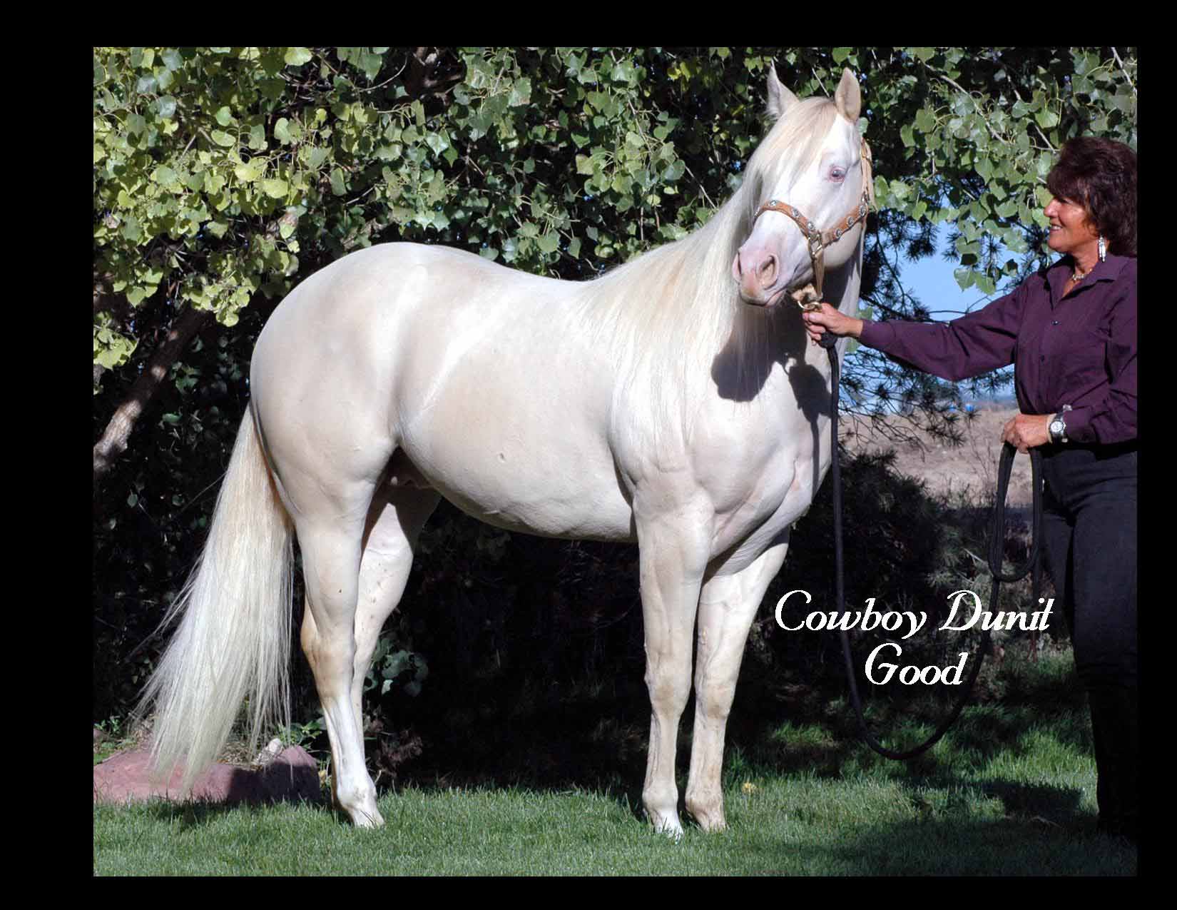 Cowboy Dunnit Good's Stud Fee $ 650.  100 % Cream producer any color mare, Guaranteed.